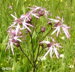 Kohoutek luční - Lychnis flos-cuculi ( Linné )