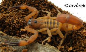 Štír Jacksonův - Babycurus jacksoni (Pocock, 1890)