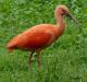 Ibis rudý - Eudocimus ruber ( Linnaeus 1758 )