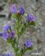 Hadinec obecný - Echium vulgare (Linné)