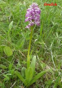 Vstavač vojenský - Orchis militaris (Linné)