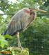 Volavka červená - Ardea purpurea (Linnaeus, 1766)