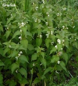 Hluchavka bílá - Lamium album ( Linnaeus )