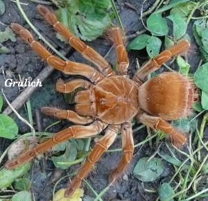 Sklípkan největší - Theraphosa blondi (Latreille, 1804)