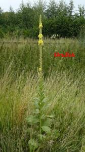 Divizna velkokvětá - Verbascum densiflorum (Bertol.)