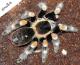 Sklípkan Smithův - Brachypelma smithi (F. O. P.-Cambridge, 1897)