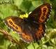 Okáč černohnědý - Erebia ligea (Linnaeus, 1758)