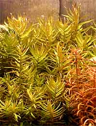 Tuhanka něžná - Ammannia gracilis ( Guillemin & Perrotter )