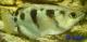 Stříkoun lapavý - Toxotes jaculatrix (Pallas, 1767)