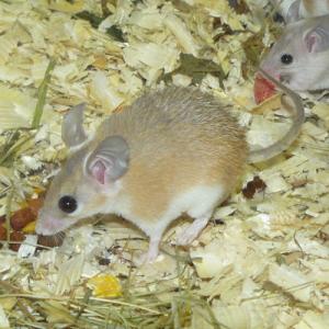 Myš bodlinatá - Acomys cahirinus (Desmarest, 1819)